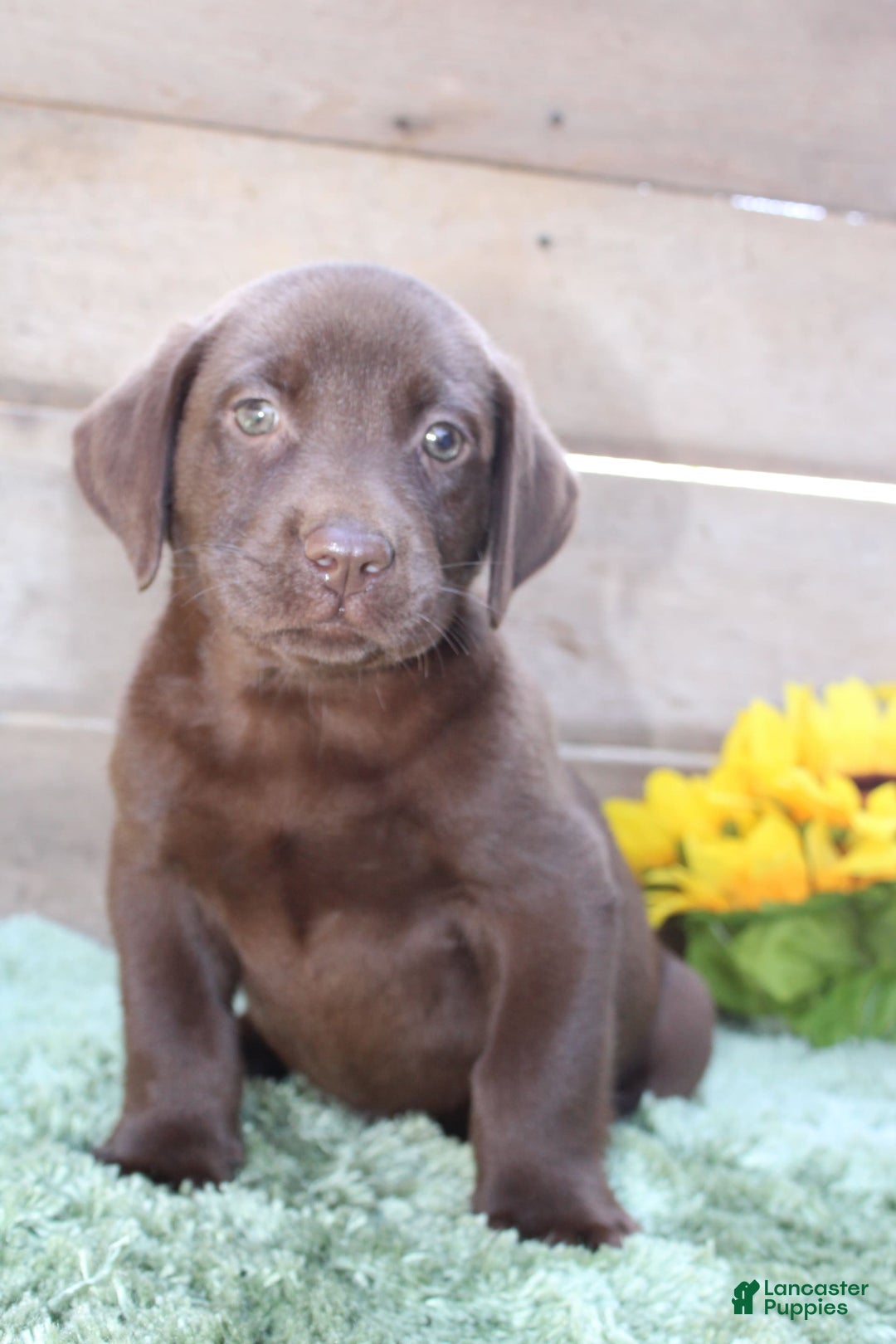 Labrador Retriever dogs for sale: Gunner - Image 1