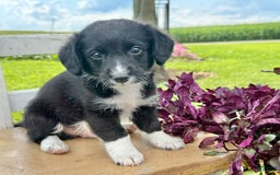 Welsh Corgi Pembroke dogs for sale: Welsh Corgi (Pembroke) 5 puppies - Image 11