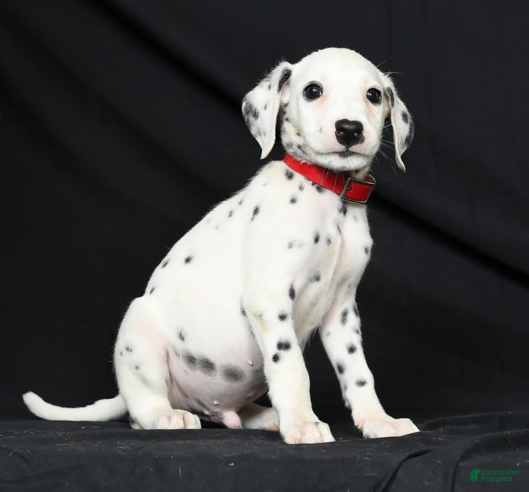 Dalmatian dogs for sale: Frosty - Image 2