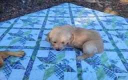 Golden Retriever dogs for sale: Maggie - Image 9