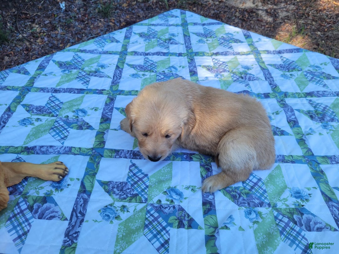 Golden Retriever dogs for sale: Maggie - Image 9