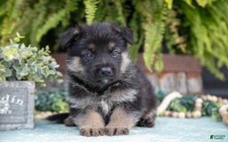 German Shepherd dogs for sale: Axel - Image 2