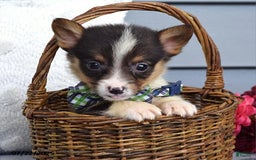 Welsh Corgi Pembroke dogs for sale: Zeke - Image 7