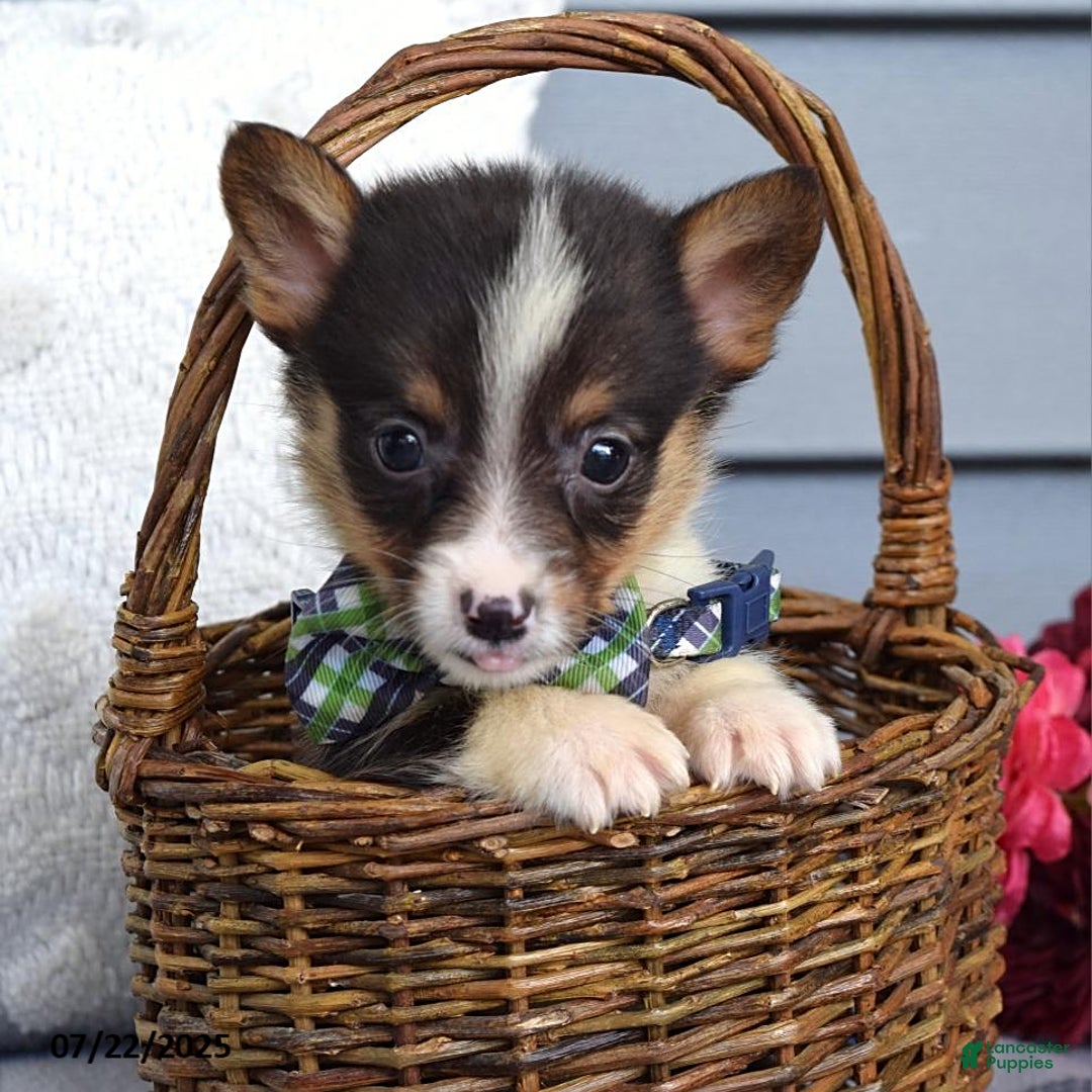 Welsh Corgi Pembroke dogs for sale: Zeke - Image 7