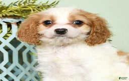 Cavapoo dogs for sale: Joey - Image 6