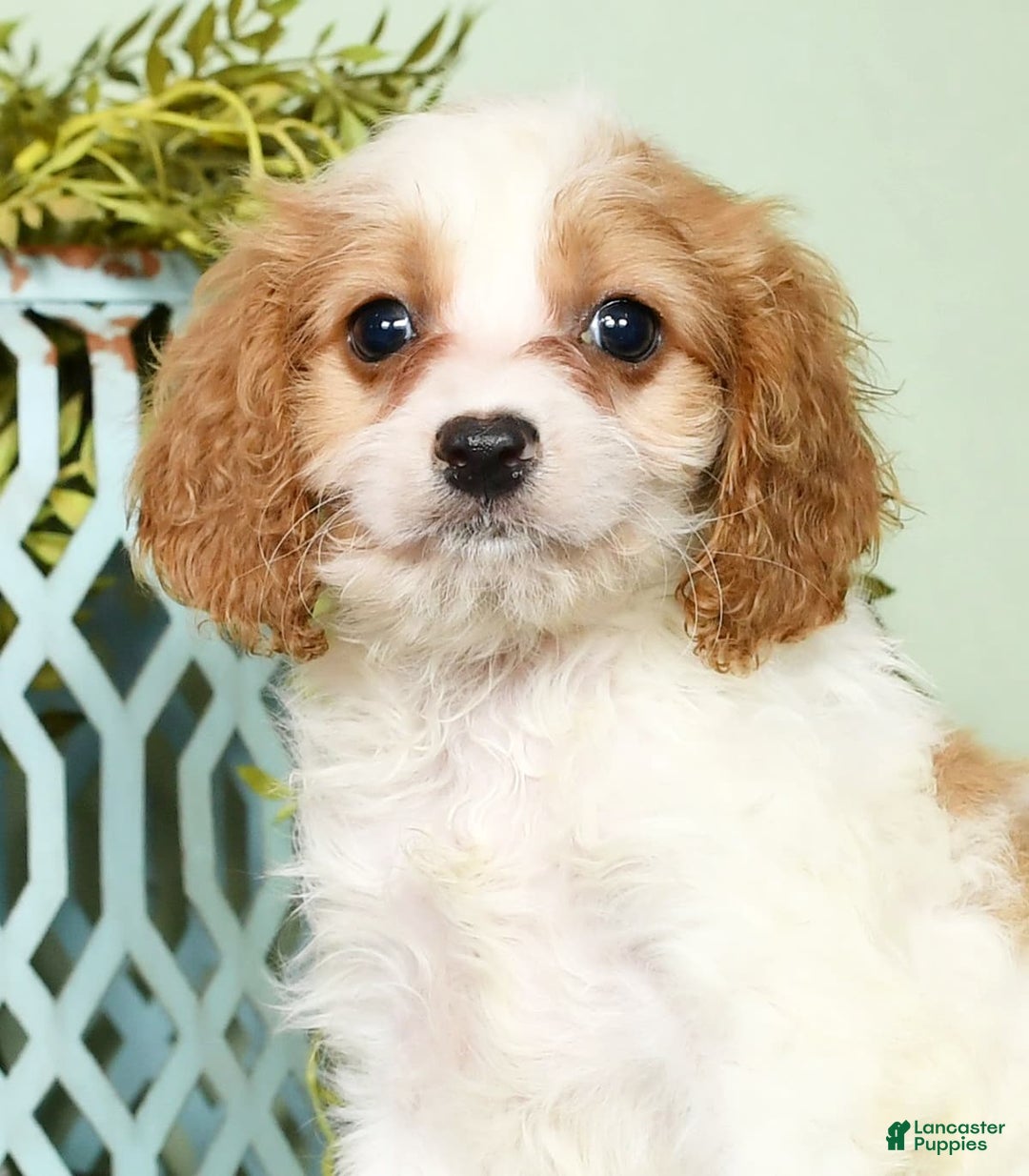 Cavapoo dogs for sale: Joey - Image 6