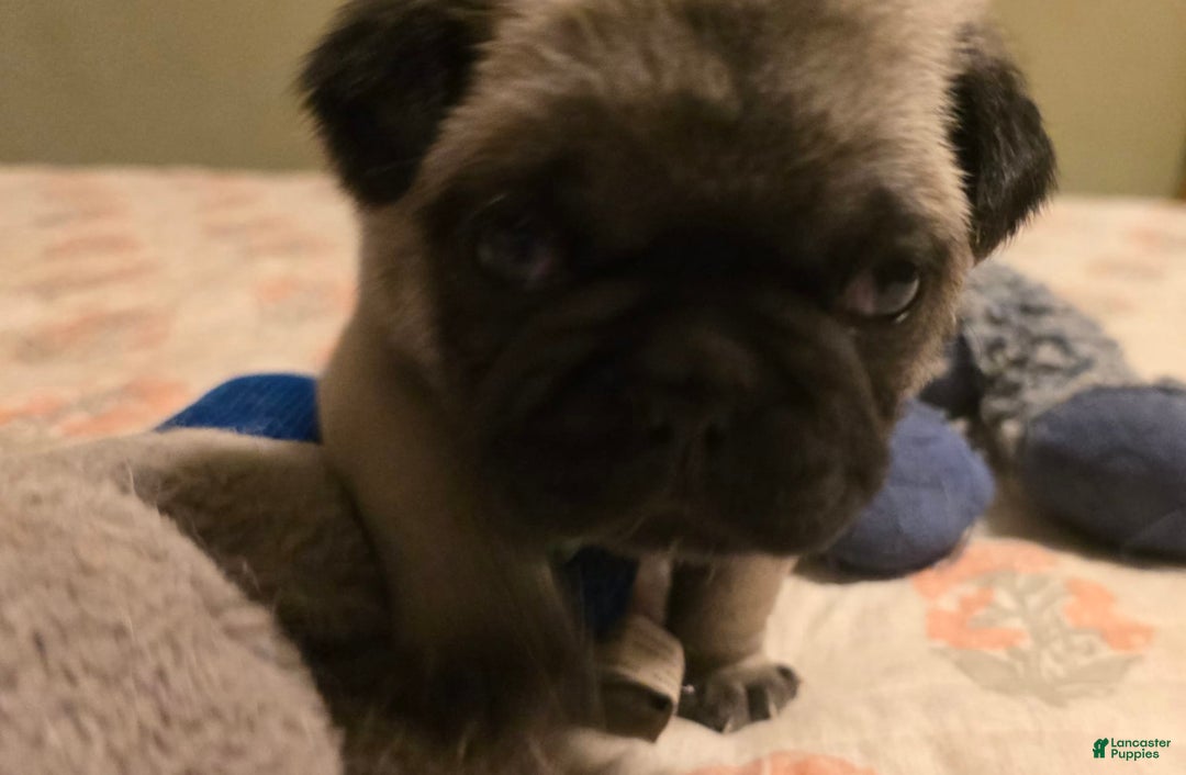 Pug dogs for sale: Derek - Image 10