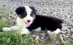 Australian Shepherd dogs for sale: Dottie - Image 6