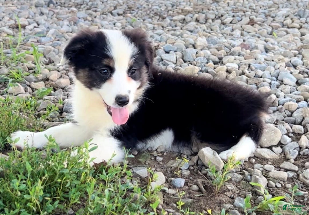 Australian Shepherd dogs for sale: Dottie - Image 6