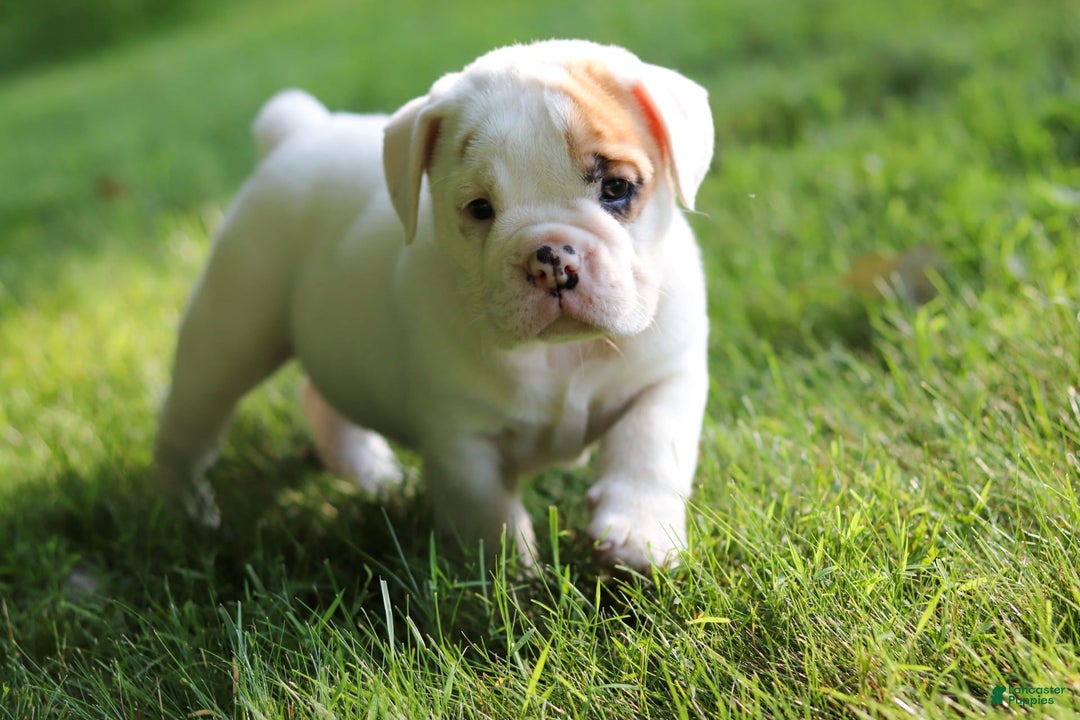Beabull dogs for sale: Rockstar - Image 6
