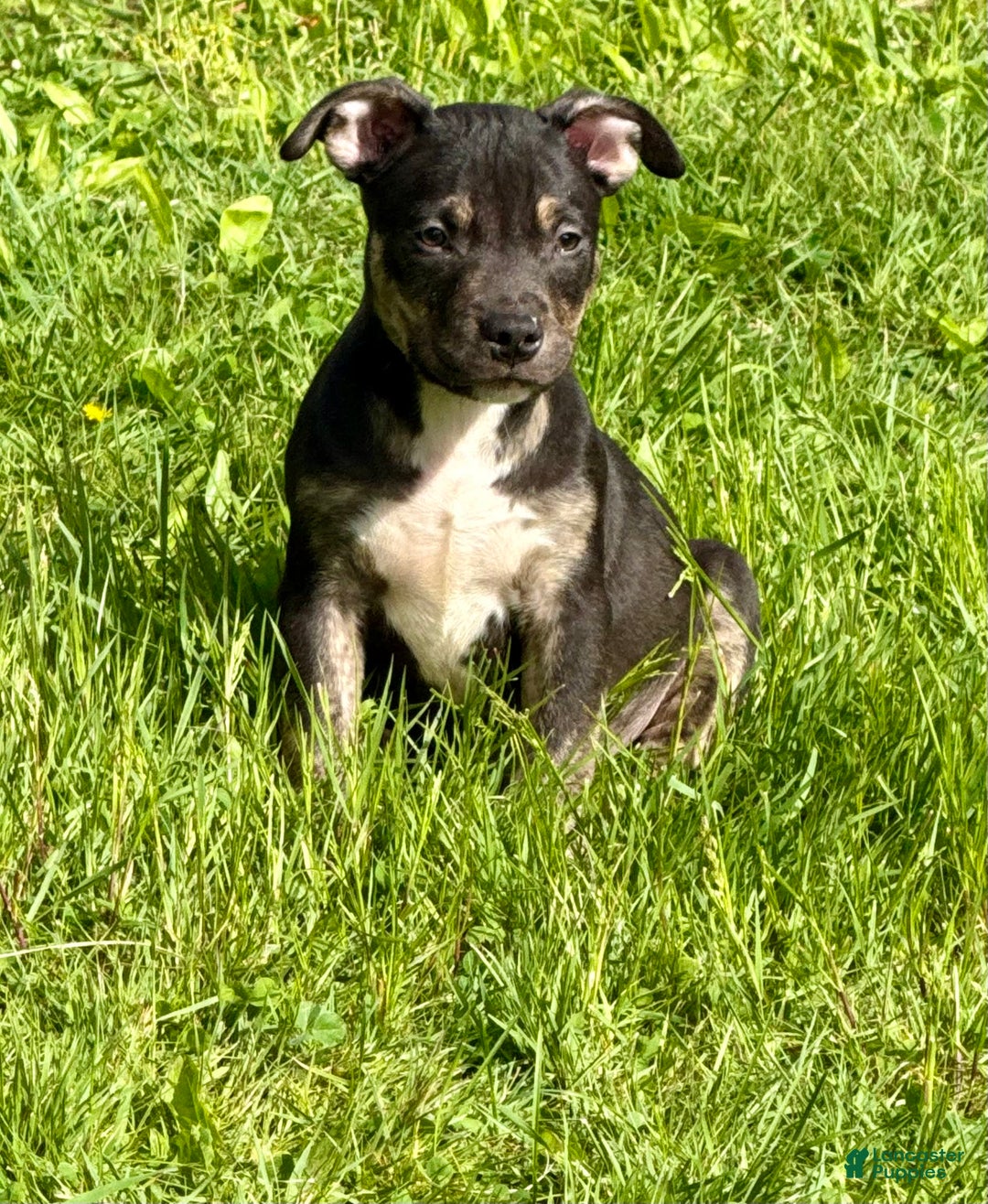 American Bully dogs for sale: Bear - Image 2