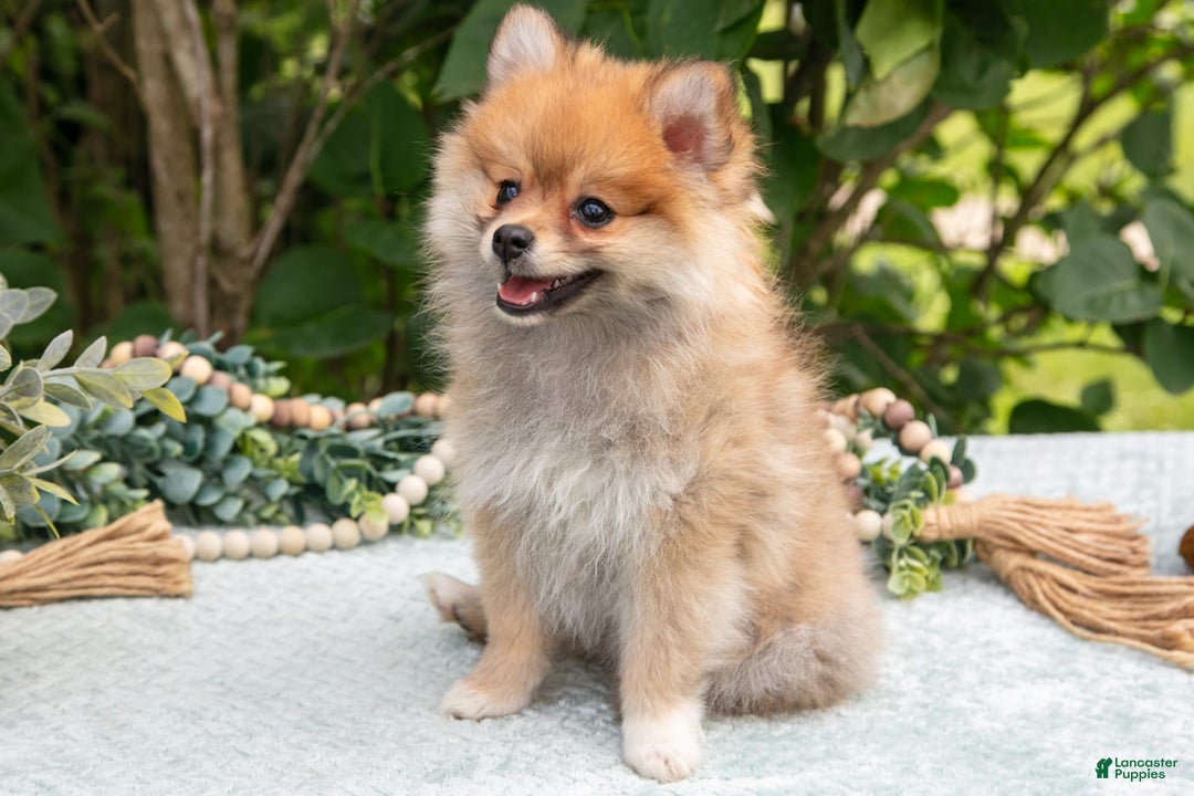 Pomeranian dogs for sale: Rosie - Image 4