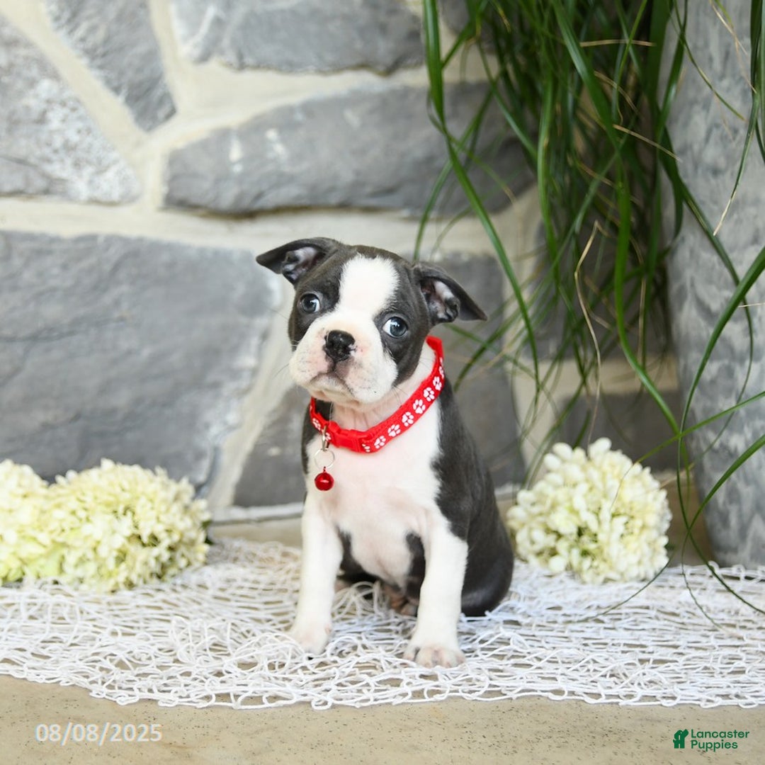 Boston Terrier dogs for sale: Windsor - Image 2