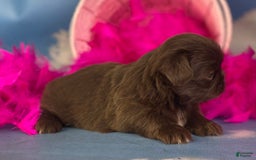 Pekingese dogs for sale: Akc Chocolate Mocha Dna Ofa - Image 7