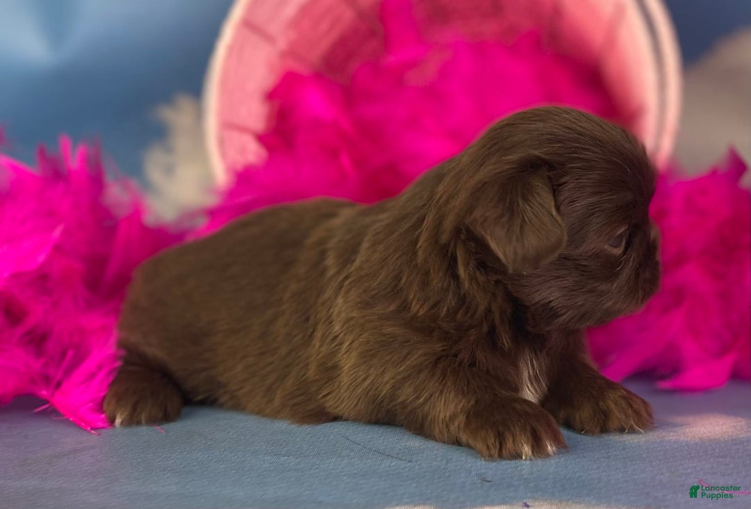 Pekingese dogs for sale: Akc Chocolate Mocha Dna Ofa - Image 7