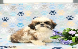 Shih Tzu dogs for sale: Paddington - Image 10