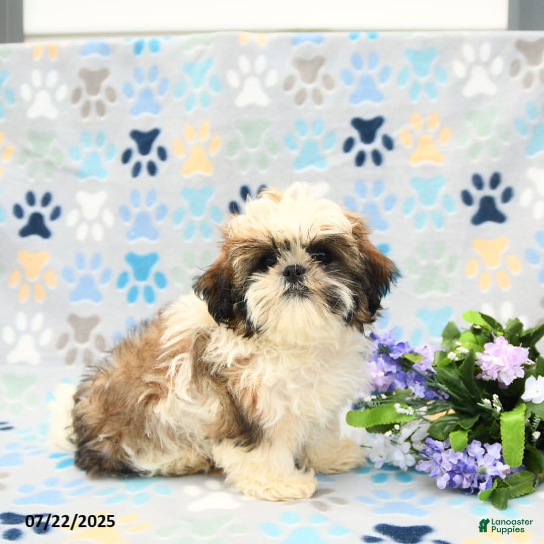 Shih Tzu dogs for sale: Paddington - Image 10