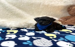 Morkie dogs for sale: Scottie - Image 2