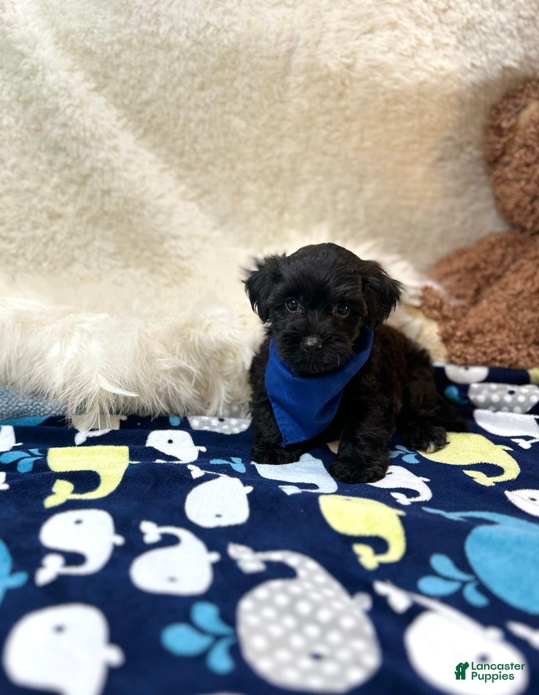 Morkie dogs for sale: Scottie - Image 2