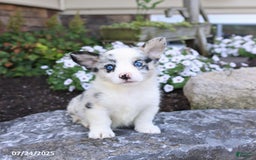 Welsh Corgi Pembroke dogs for sale: Isaiah - Image 1