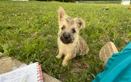 Cairn Terrier dogs for sale: Jay - Image 5