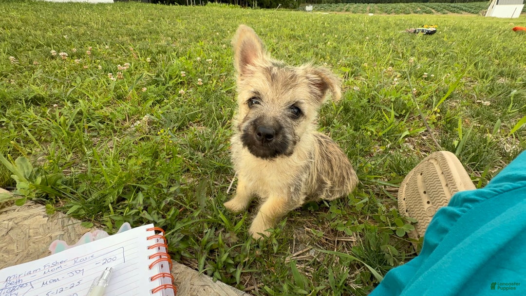 Cairn Terrier dogs for sale: Jay - Image 5