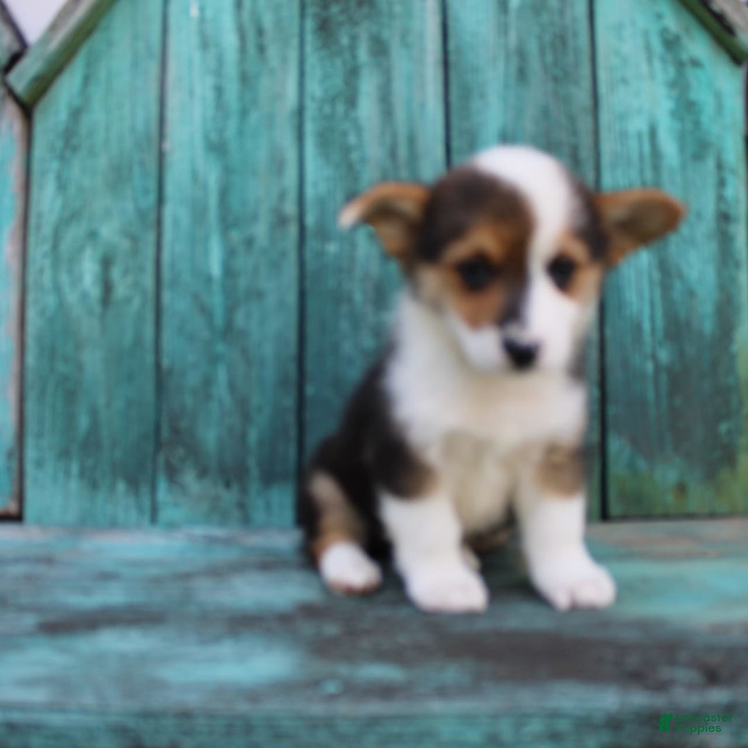 Welsh Corgi Pembroke dogs for sale: Leo - Image 6