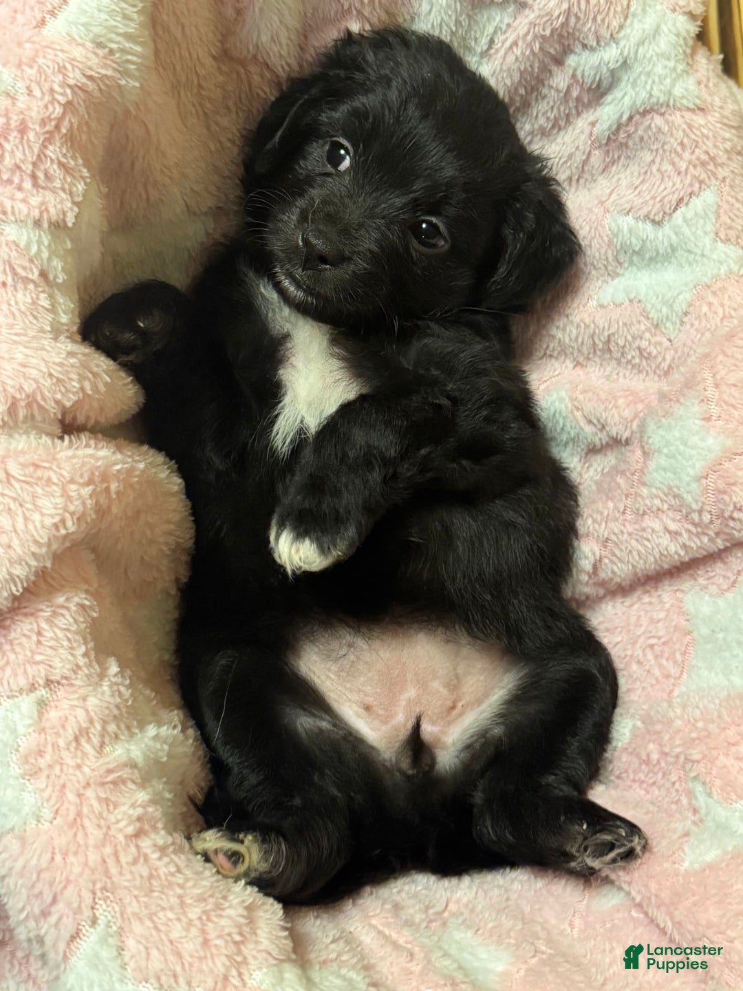 Mini Aussiedoodle dogs for sale: Mocha - Image 1