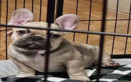 French Bulldog dogs for sale: Chocolate - Image 2