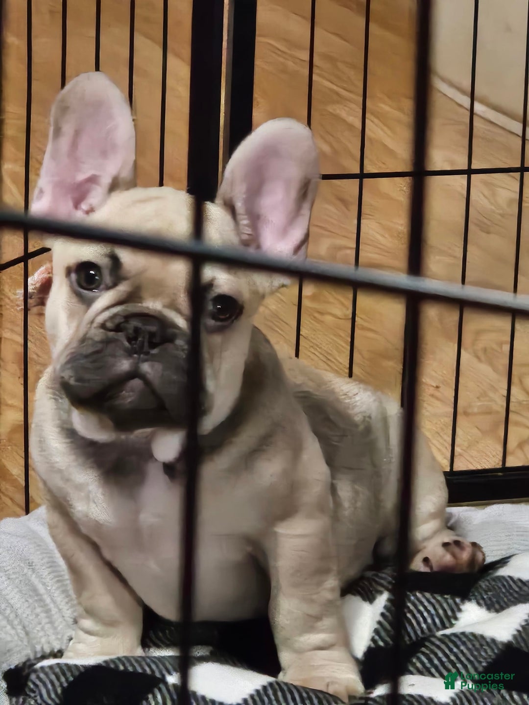 French Bulldog dogs for sale: Chocolate - Image 2
