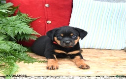 Rottweiler dogs for sale: Rusty - Image 1