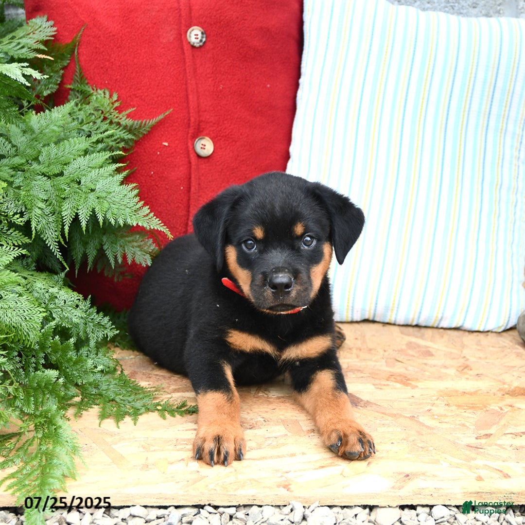 Rottweiler dogs for sale: Rusty - Image 1