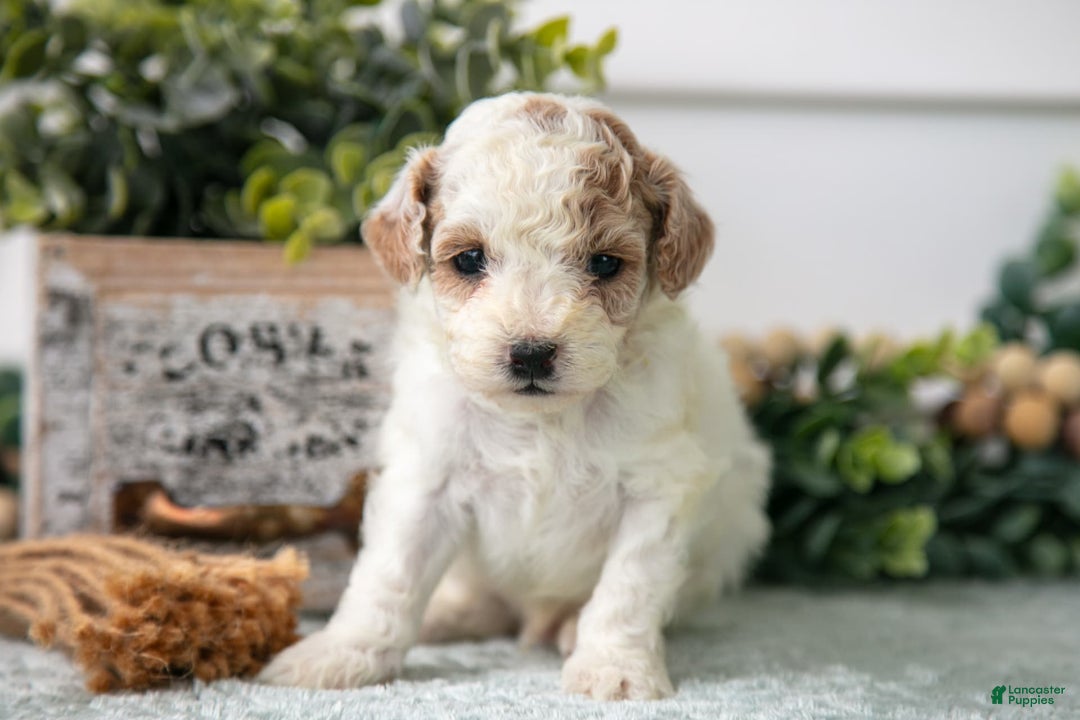 Miniature Poodle dogs for sale: Charlie - Image 3