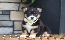 Welsh Corgi Pembroke dogs for sale: Rocco - Image 2