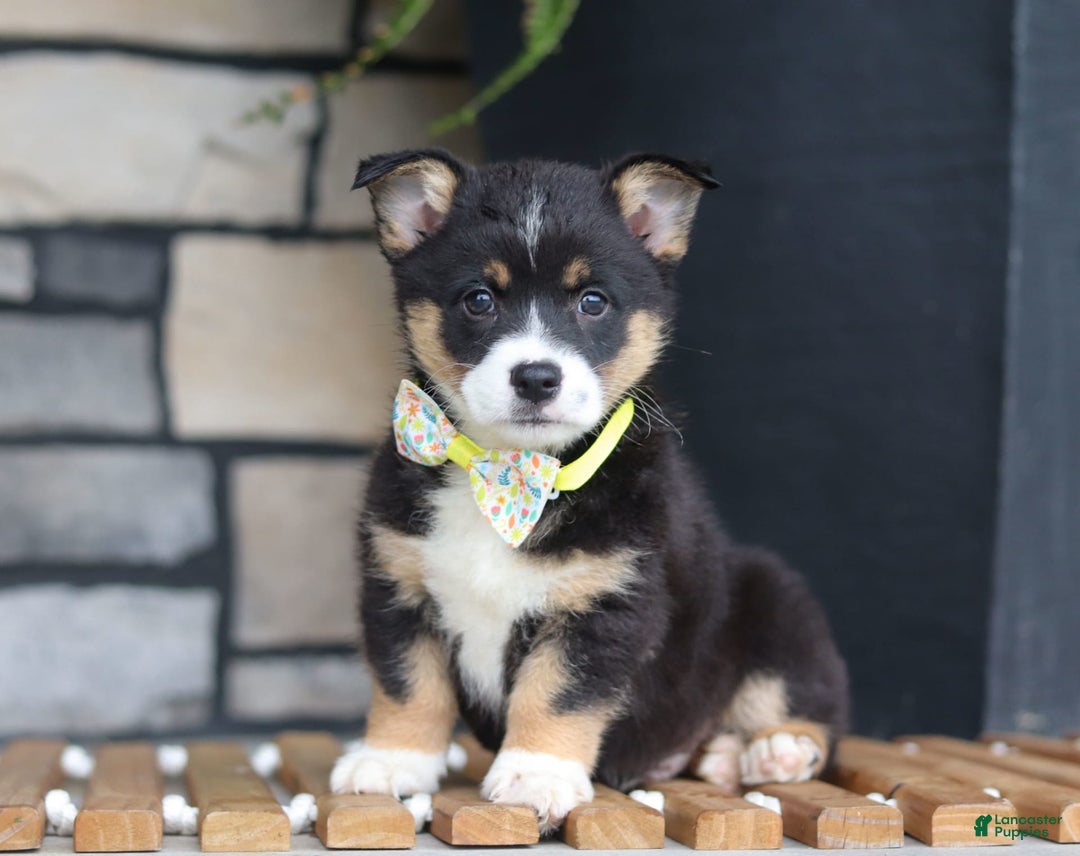 Welsh Corgi Pembroke dogs for sale: Rocco - Image 2