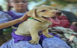 Labrador Retriever dogs for sale: Aiden - Image 2