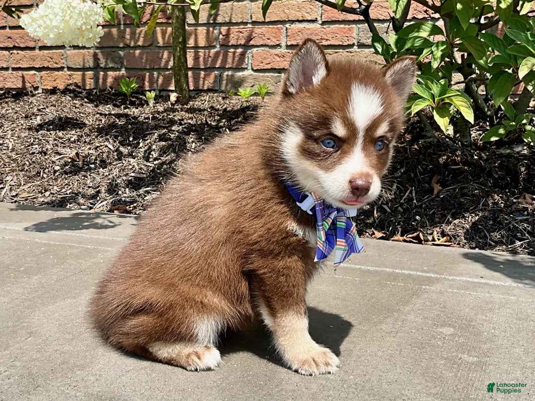 Pomsky dogs for sale: Sugar - Image 2