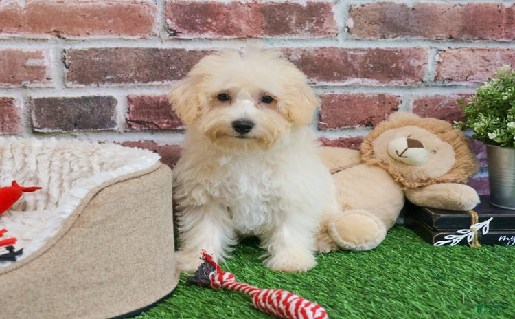 West Highland Terrier dogs for sale - Ad 4