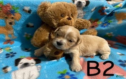 Cavapoo dogs for sale: Male 2 Bruno Jr - Image 7