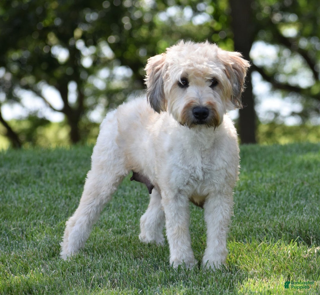 Soft Coated Wheaten Terrier dogs for sale: Jade - Image 5