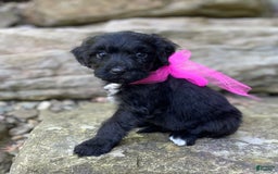 Portuguese Water Dog dogs for sale: Lydia - Image 3