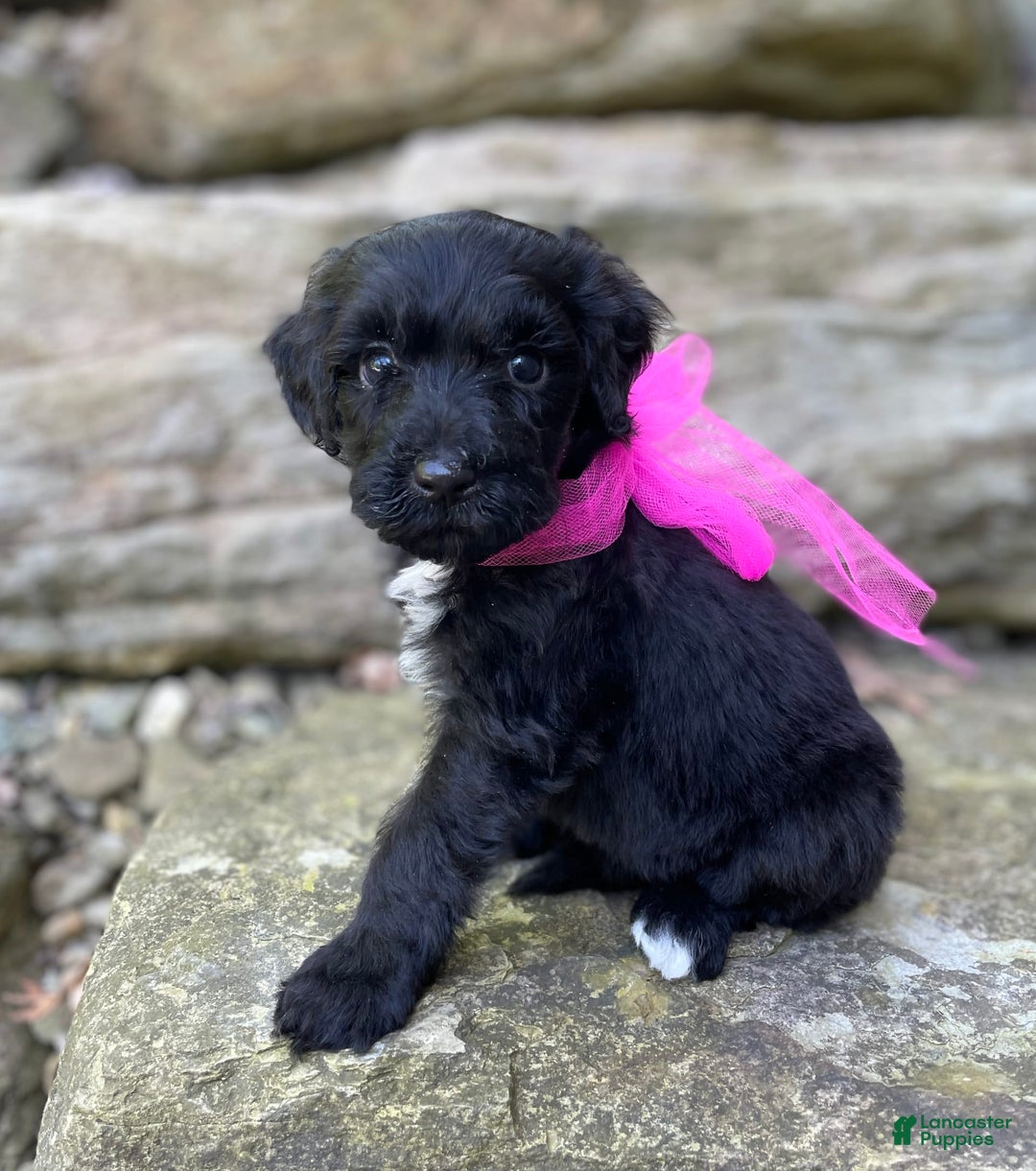 Portuguese Water Dog dogs for sale: Lydia - Image 3
