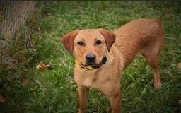 Labrador Retriever dogs for sale: Female Yellow Blue Collar - Image 6