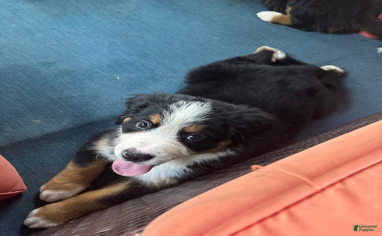 Bernese Mountain Dog dogs - Advert 34