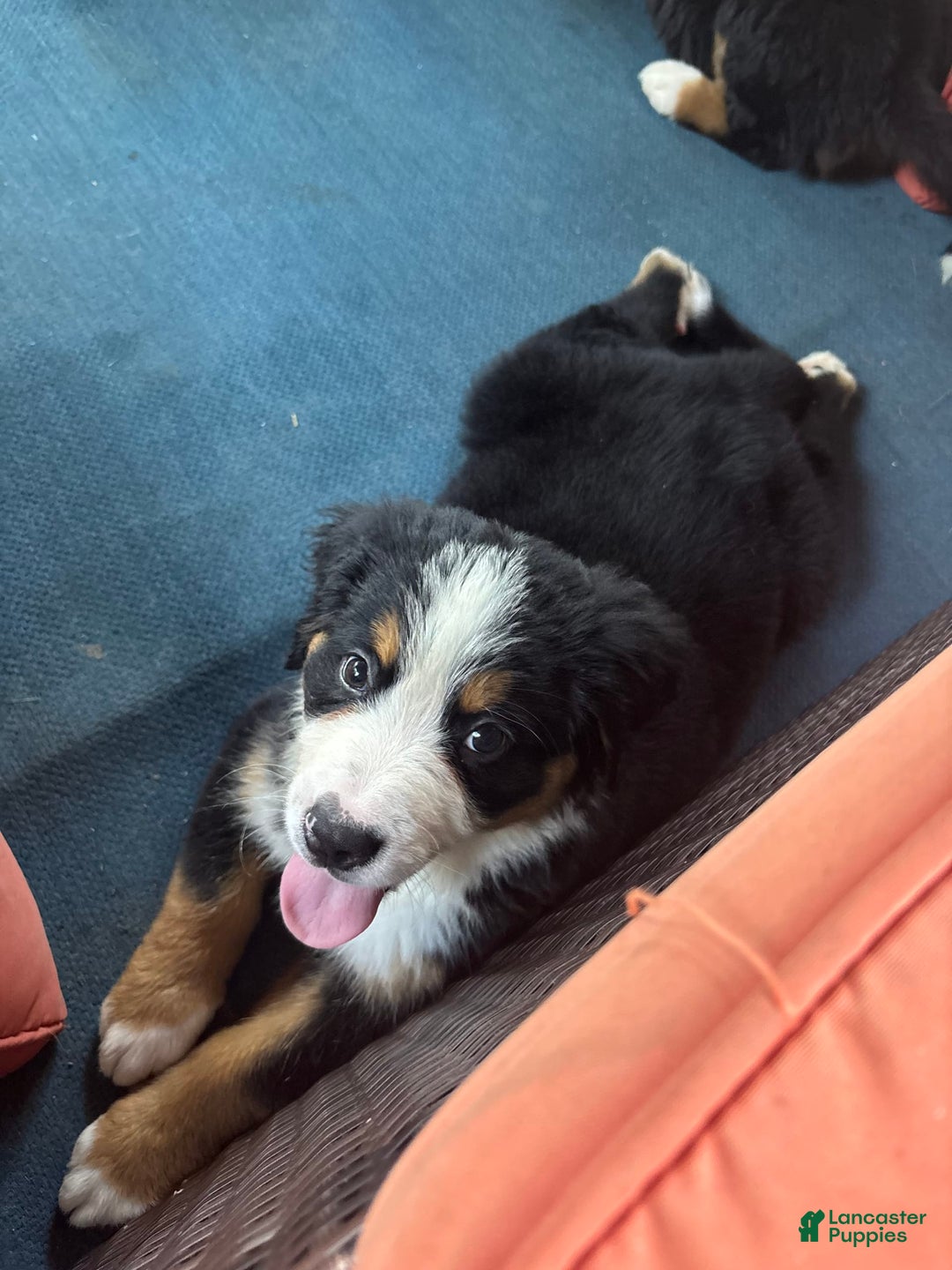 Bernese Mountain Dog dogs for sale: Mae bear - Listing for pets: Dolly P, Cash, Mae bear, Morgan, Hunter, Warren - Image 1