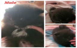 Pomeranian dogs for sale: Sam - Image 3