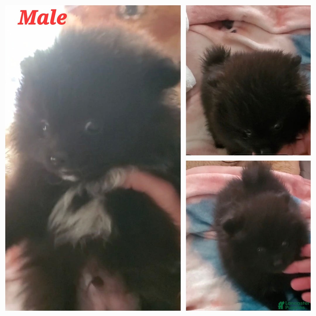 Pomeranian dogs for sale: Sam - Image 3