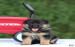 German Shepherd dogs for sale: Jayla - Image 1
