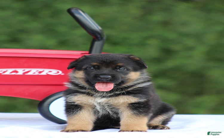 German Shepherd dogs for sale - Ad 1