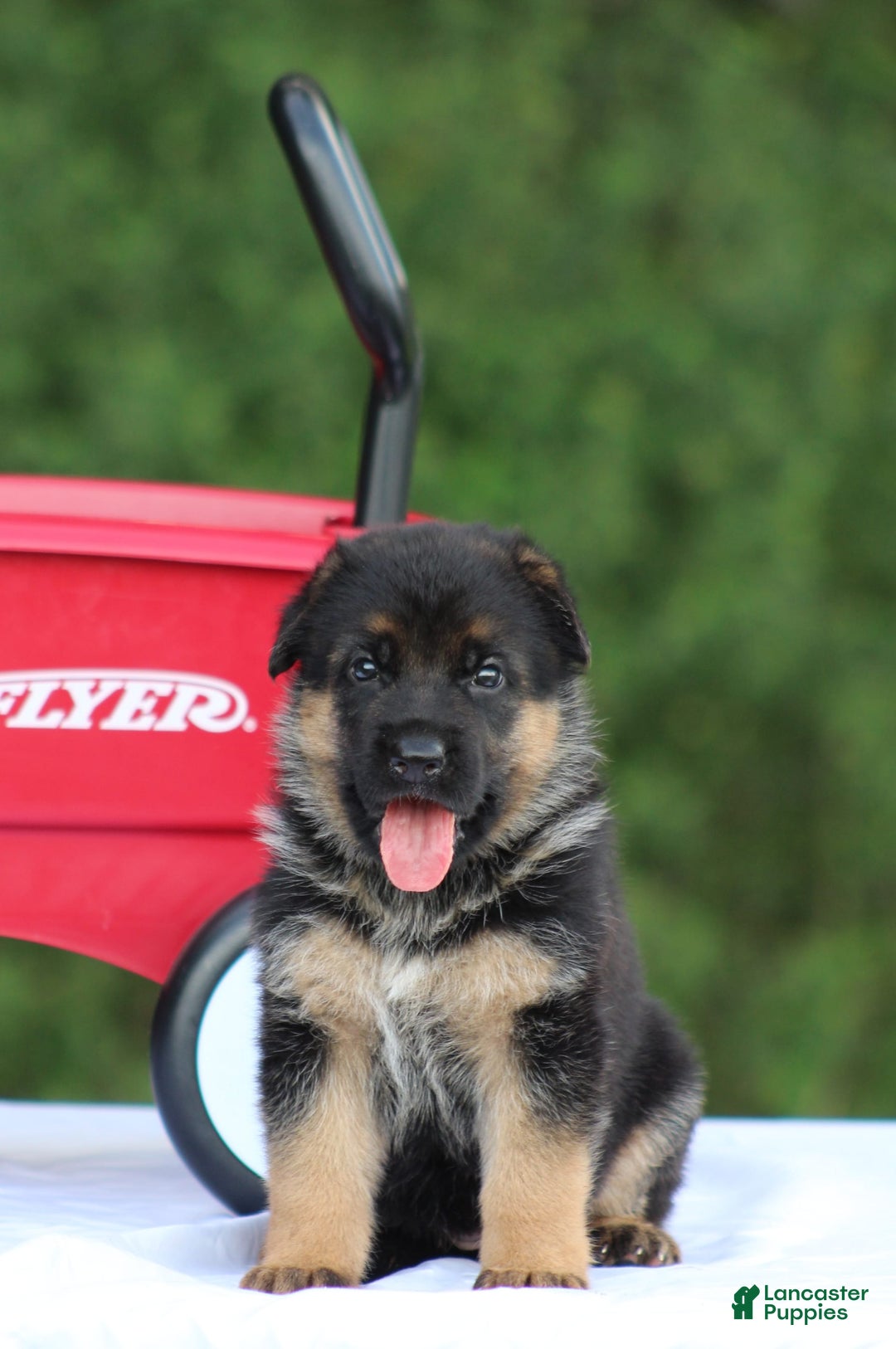 German Shepherd dogs for sale: Jayla - Image 1